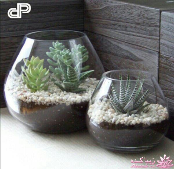 تراریوم های رومیزی 